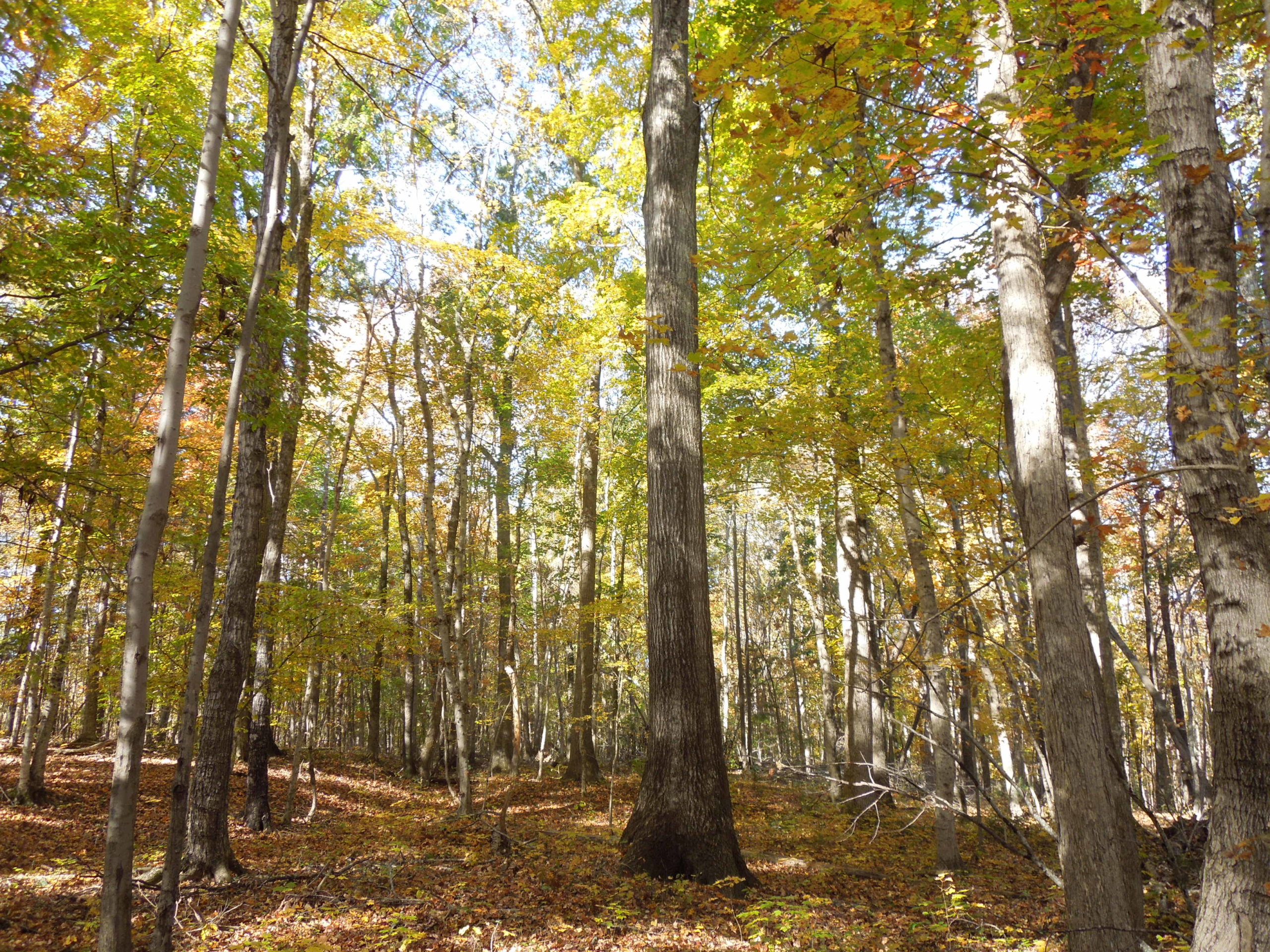 Charles Stovall Tract SOLD Granville County NC Timber Marketing