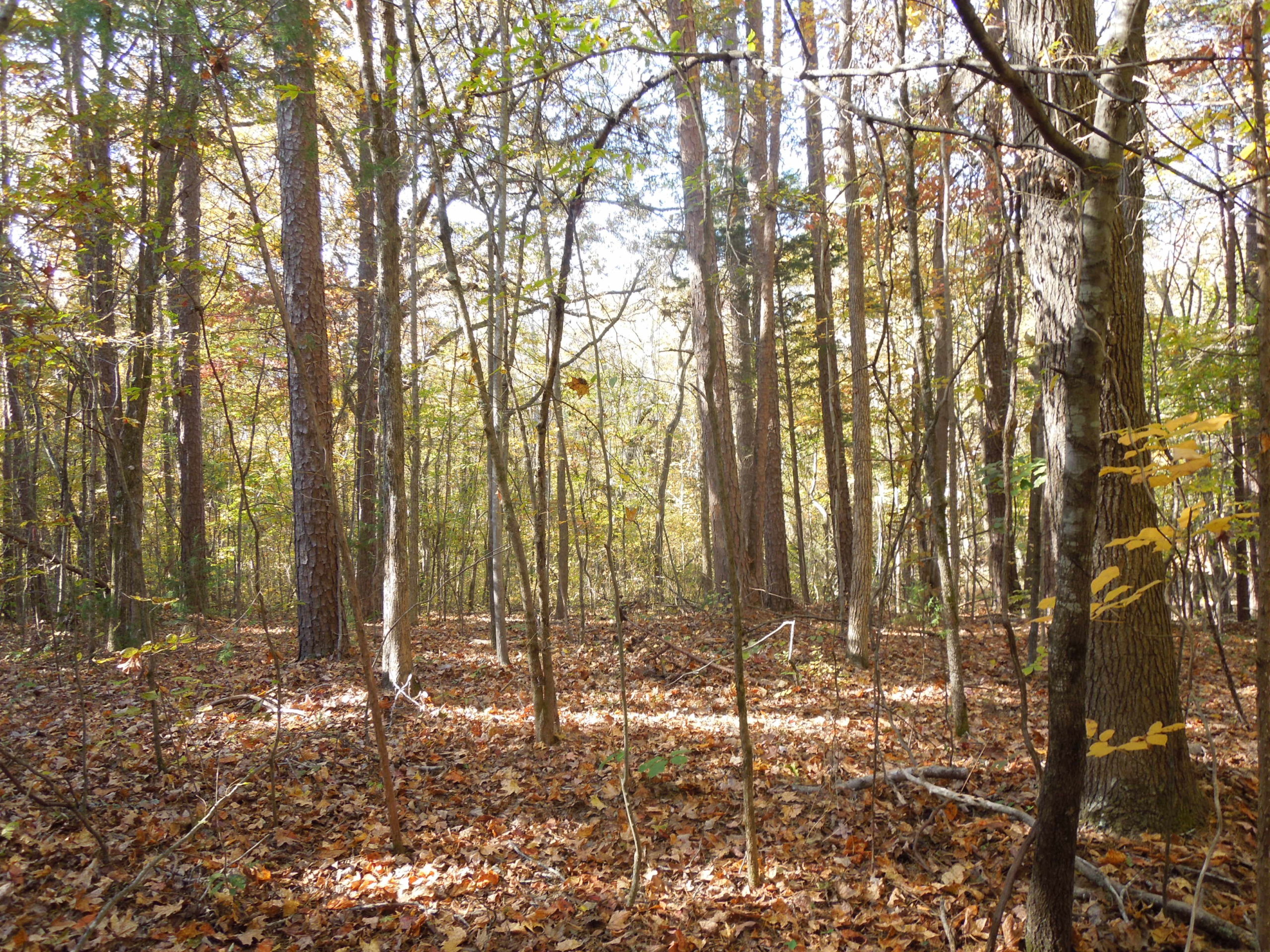 Charles Stovall Tract SOLD Granville County NC Timber Marketing