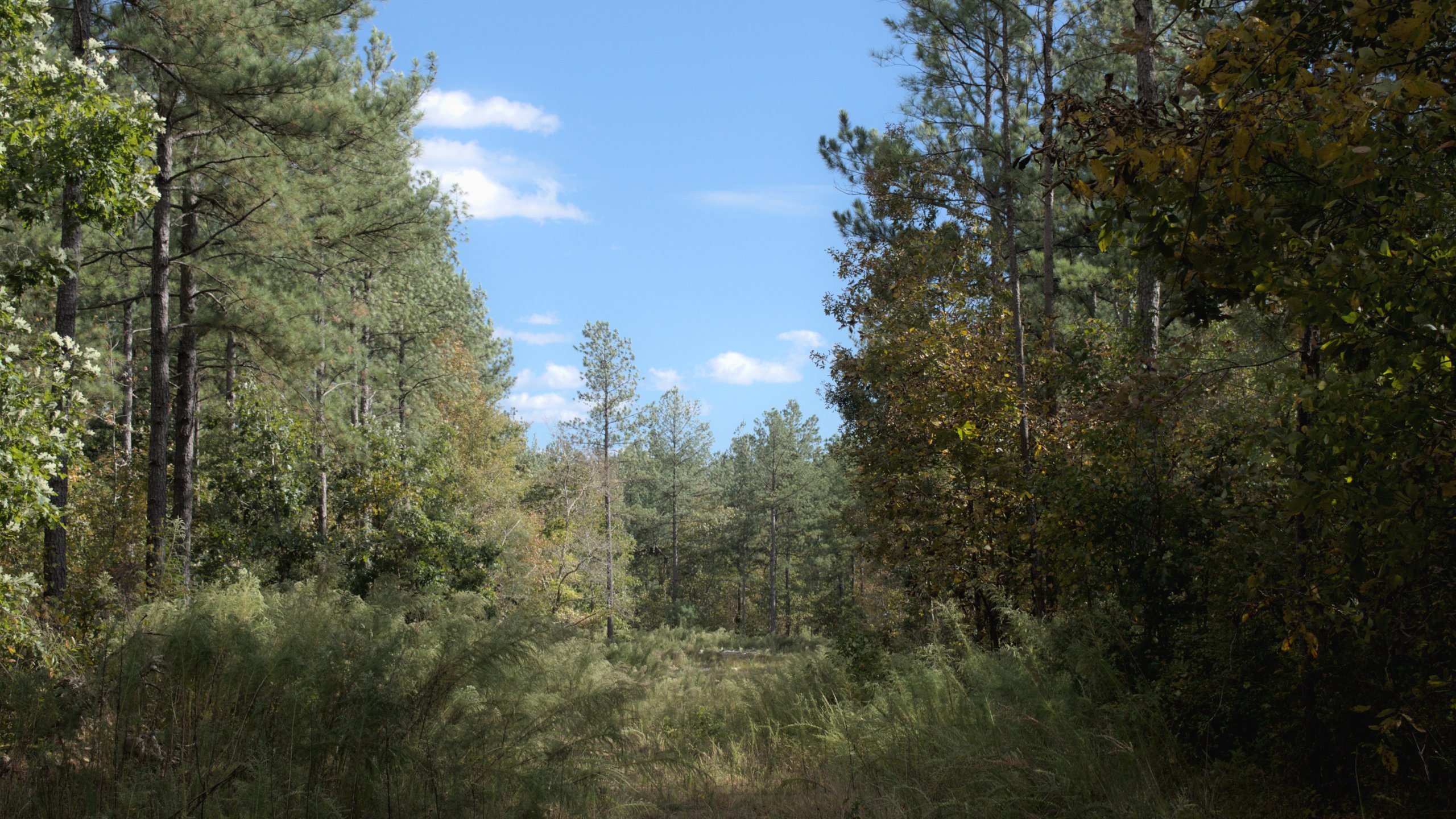 Buckhorn Properties Partners LLC Tract Orange County, NC Timber